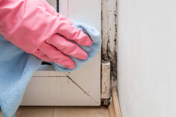 Best Asbestos and Lead Testing During Mold Inspection  in Granger, TX